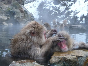 Onsen Macaque